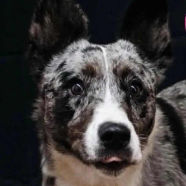A young medium-sized female Australian Cattle Dog / Blue Heeler dog named Flo for adoption in Valparaiso, IN