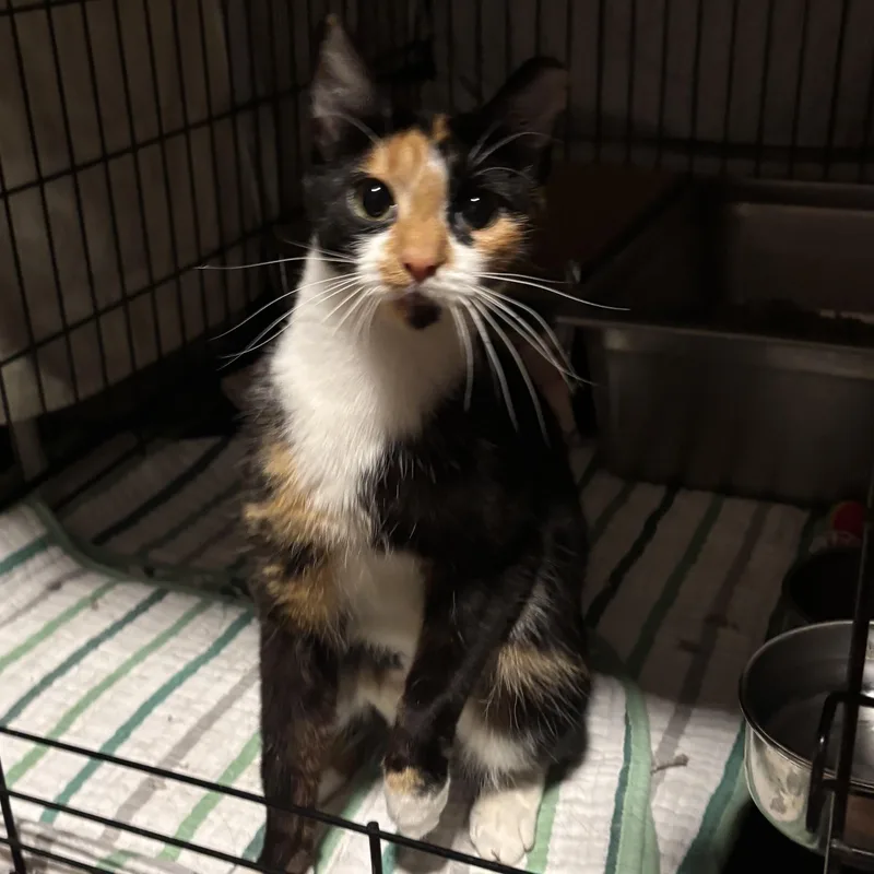An adult medium-sized female Calico Domestic Short Hair cat named Gigi for adoption in Pittsburgh, PA