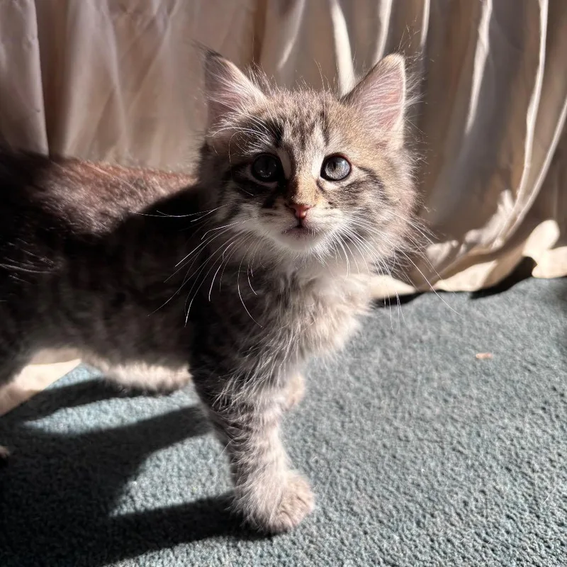 A baby small-sized male Gray / Blue / Silver Domestic Long Hair cat named Ash In Spring Grove for adoption in Alexandria, VA