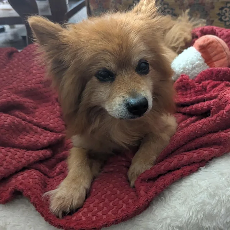 A senior small-sized male Red / Chestnut / Orange Pomeranian dog named Koby for adoption in Columbia, SC