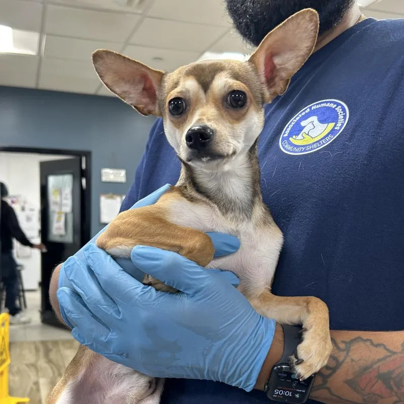 An adult small-sized male Chihuahua dog named Bambii for adoption in Newark, NJ
