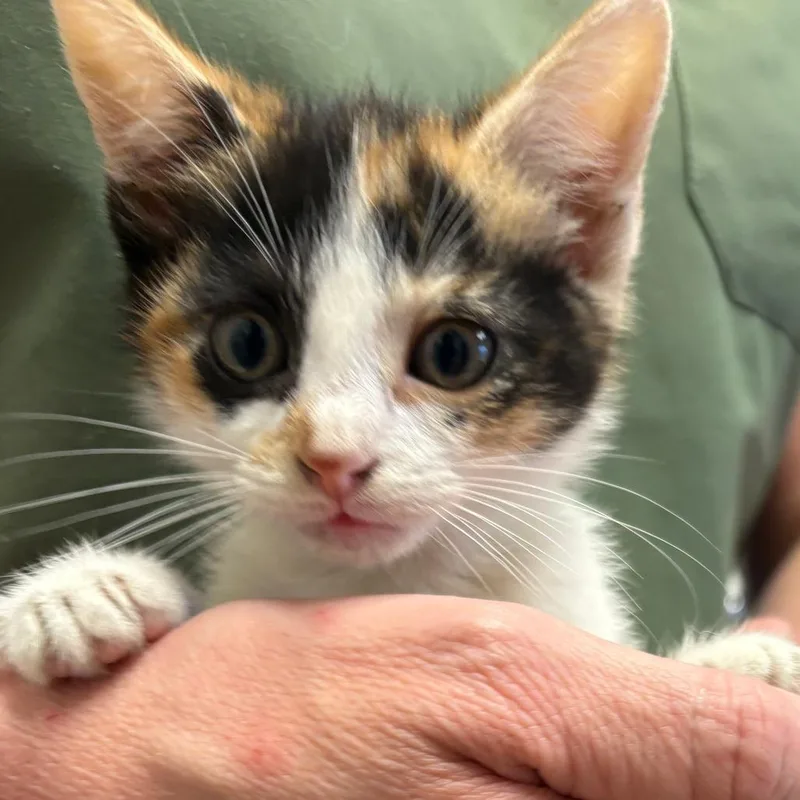 A baby small-sized female Calico Domestic Short Hair cat named Hippie U for adoption in Tupelo, MS