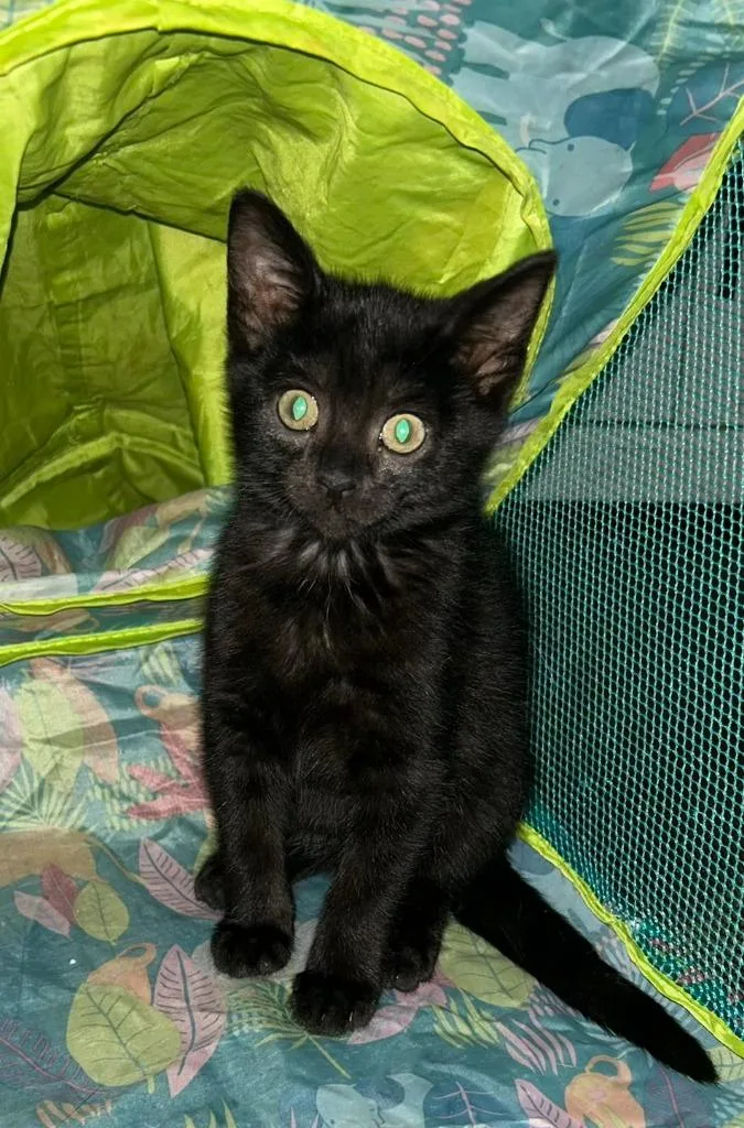 A baby small-sized female Domestic Short Hair cat named Trixie for adoption in Fremont, OH
