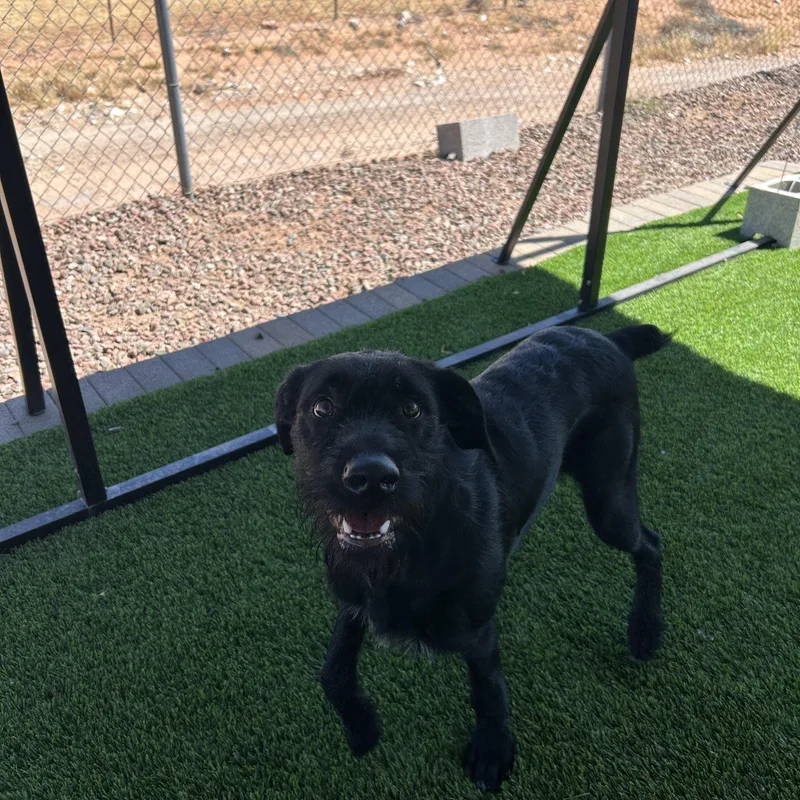 A young medium-sized male Black German Wirehaired Pointer dog named Fritz for adoption in Washington, UT