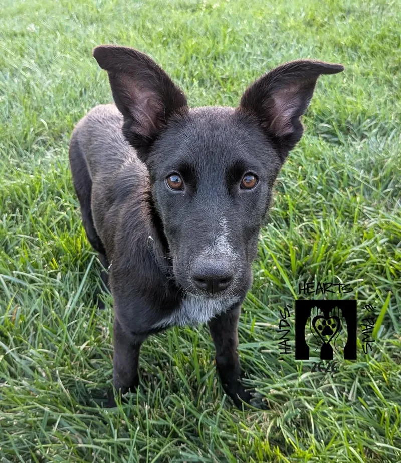 A baby medium-sized female Black Shepherd dog named Sydelle for adoption in Omaha, NE