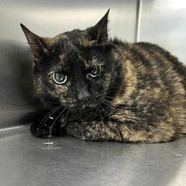 A senior small-sized female Domestic Short Hair cat named Baby Cat for adoption in Sioux City, IA