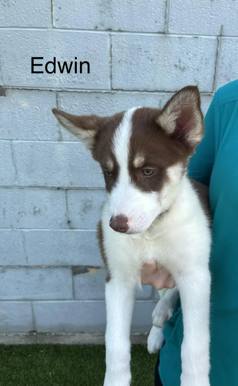 A baby medium-sized male Husky dog named Mabel  Fitz  for adoption in Cincinnati, OH