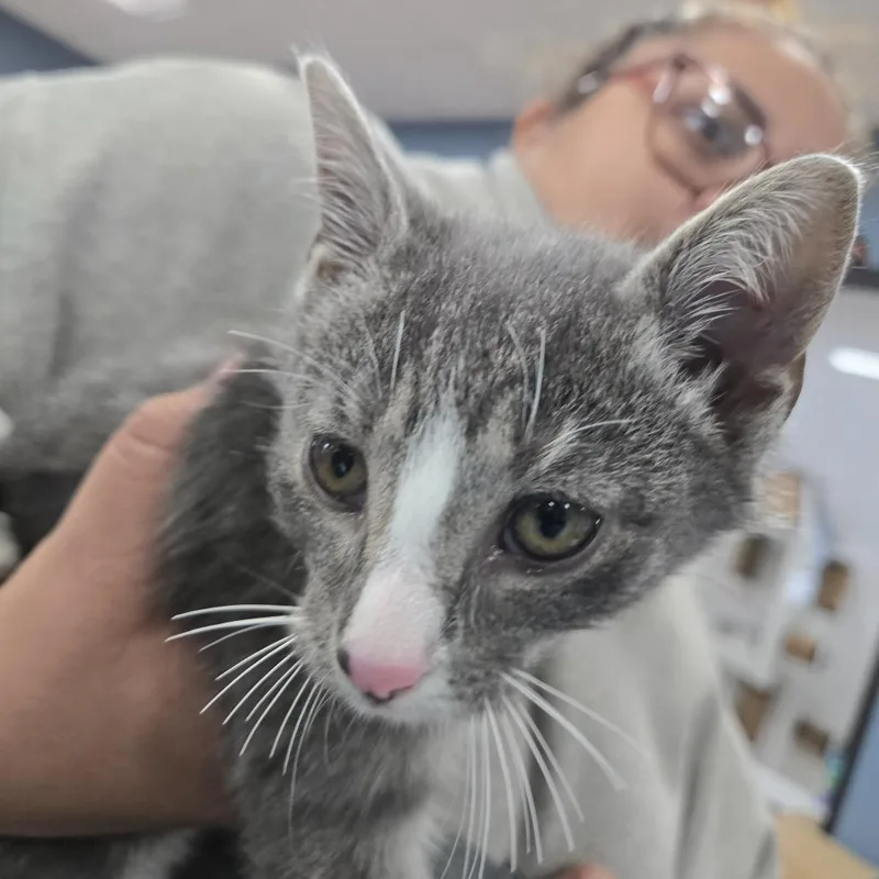 A young small-sized male Gray / Blue / Silver Domestic Short Hair cat named Bruce for adoption in Newark, NJ