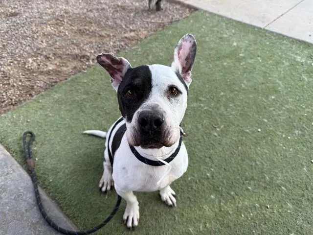 An adult large-sized male Pit Bull Terrier dog named Buddy for adoption in Phoenix, AZ