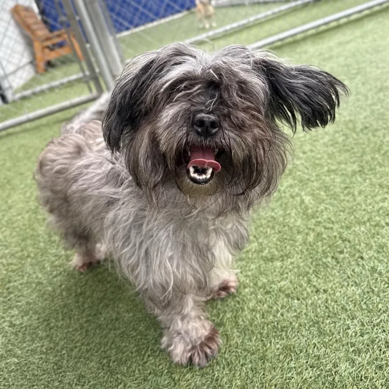 An adult small-sized female Gray / Blue / Silver Terrier dog named Izzy for adoption in Long Beach, CA