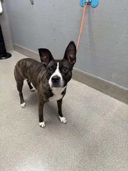 An adult large-sized female Pit Bull Terrier dog named Daisy for adoption in Las Vegas, NV