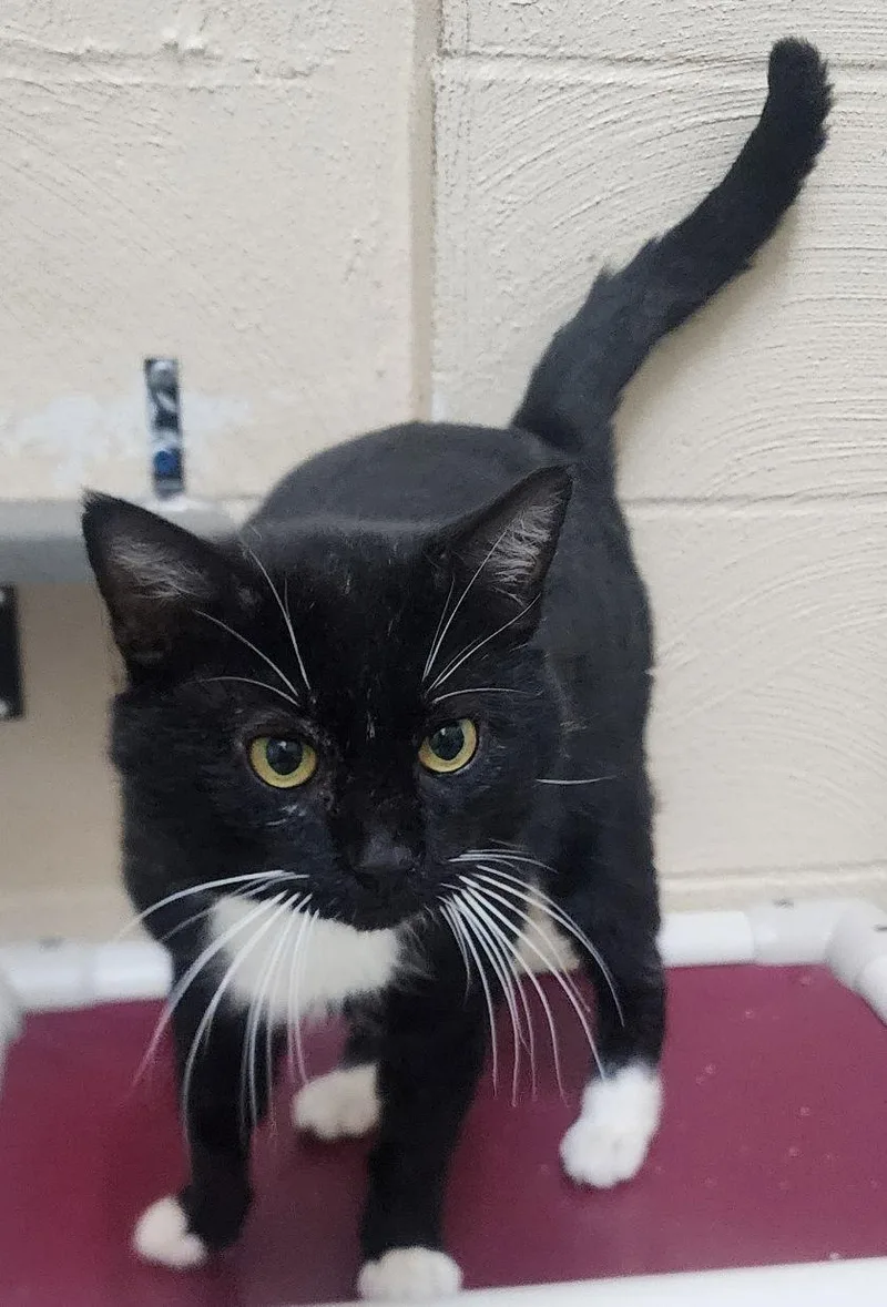 An adult large-sized male Black & White / Tuxedo Domestic Short Hair cat named Murphy for adoption in Wetumpka, AL
