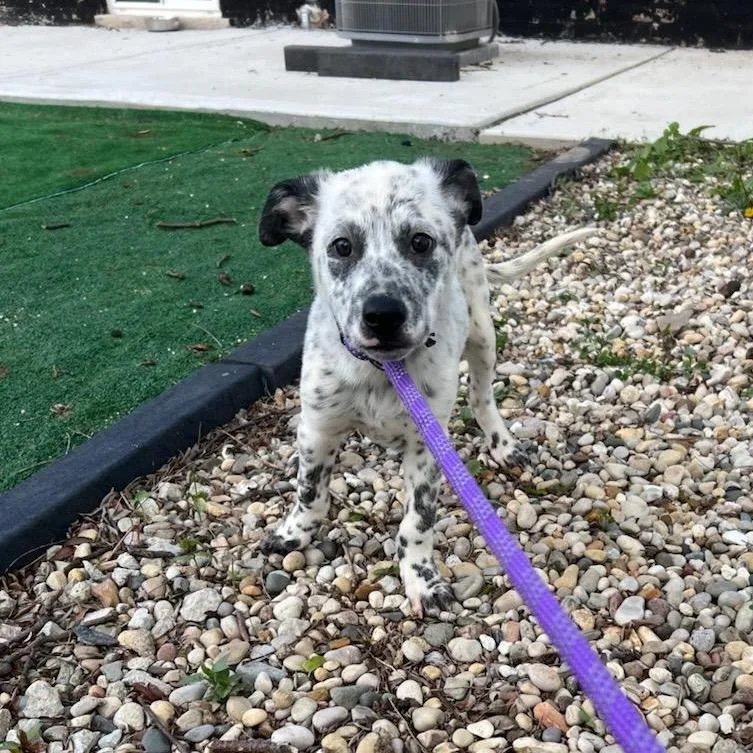 A baby small-sized male Black Australian Cattle Dog / Blue Heeler dog named Payton for adoption in Chicago, IL