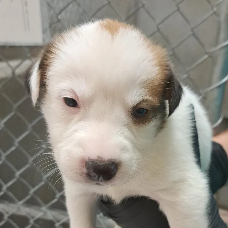A baby medium-sized female Brown / Chocolate Mixed Breed dog named Jelly for adoption in Parker, CO