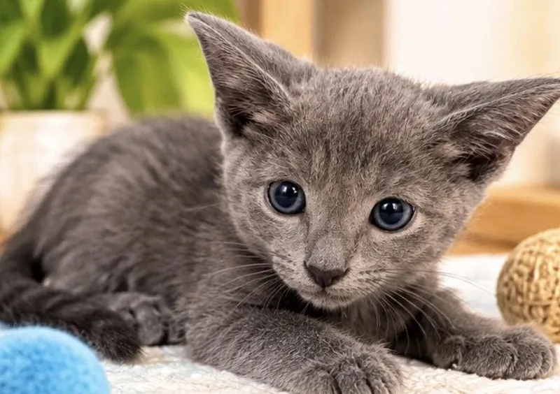 A young medium-sized female Gray / Blue / Silver Domestic Short Hair cat named Cloud for adoption in Margate, FL