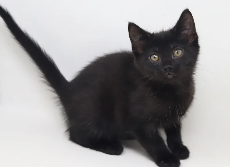 A baby small-sized male Black Bombay cat named Kooper can't be any for adoption in Bedford Hills, NY