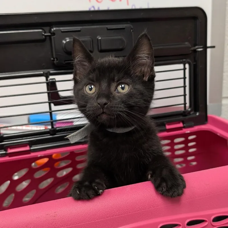 A baby small-sized male Black Domestic Short Hair cat named Zimba for adoption in Birdsboro, PA