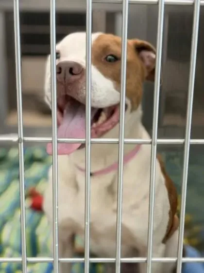 An adult large-sized female Mixed Breed dog named Hazel for adoption in Memphis, TN