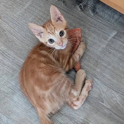 Dorito