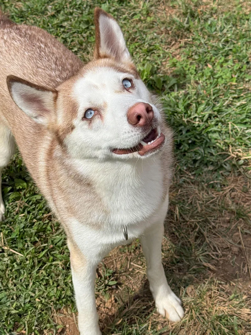 A young medium-sized female Red / Chestnut / Orange Husky dog named Kaneq for adoption in Maidens, VA