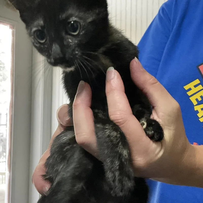 A baby small-sized female Tortoiseshell Domestic Short Hair cat named Eileen for adoption in Gonzales, LA