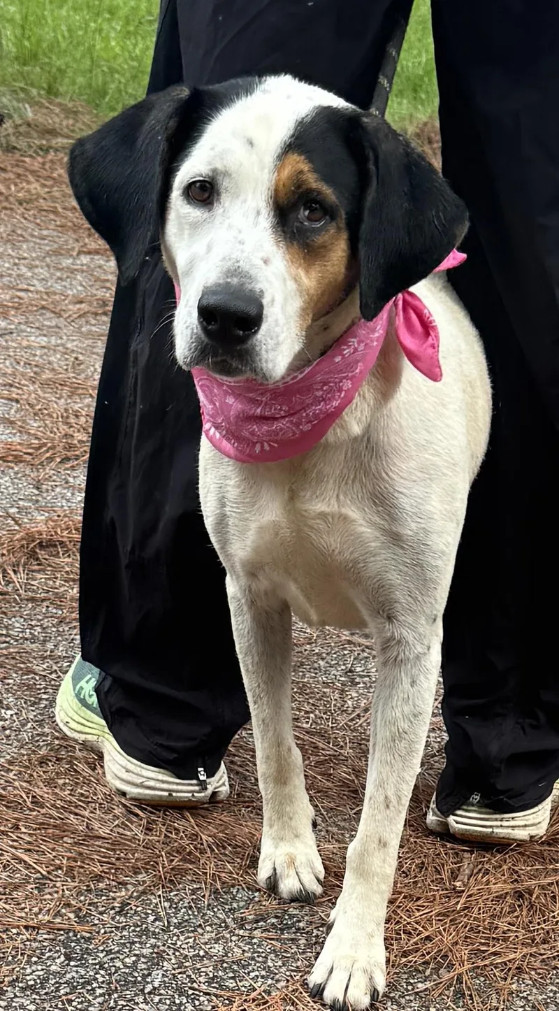 An adult medium-sized female Tricolor (Brown, Black, & White) Mixed Breed dog named Thea for adoption in Sumter, SC
