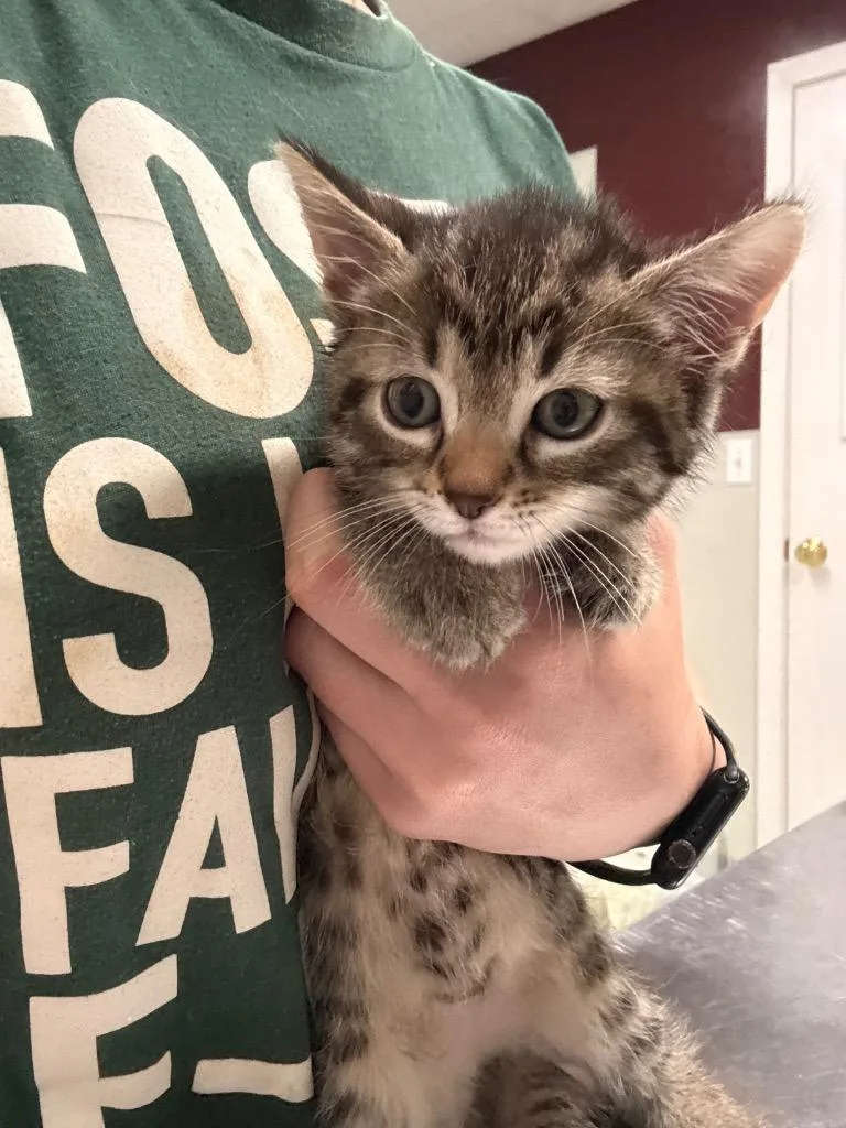 A baby medium-sized female Domestic Short Hair cat named Anginetti for adoption in Fall River, MA