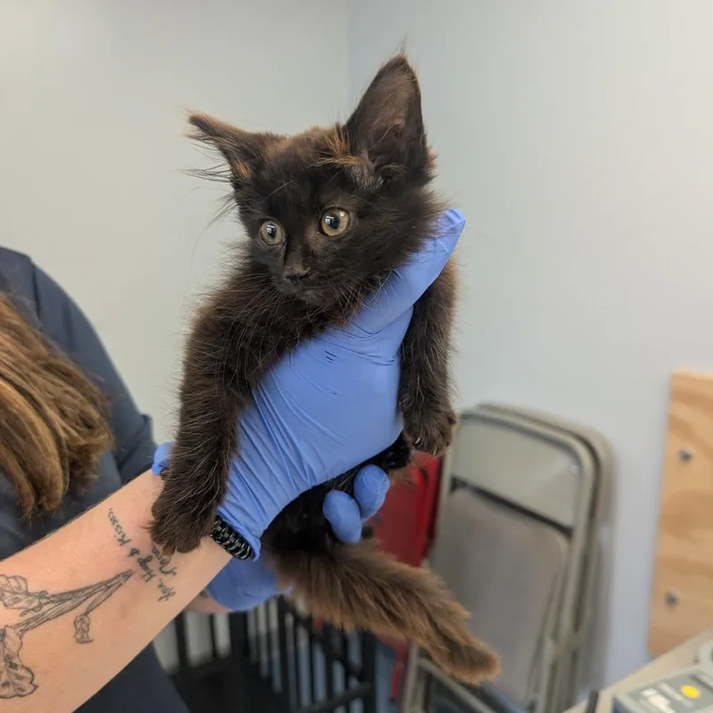 A baby small-sized male Black Domestic Long Hair cat named Nandor for adoption in Watertown, NY