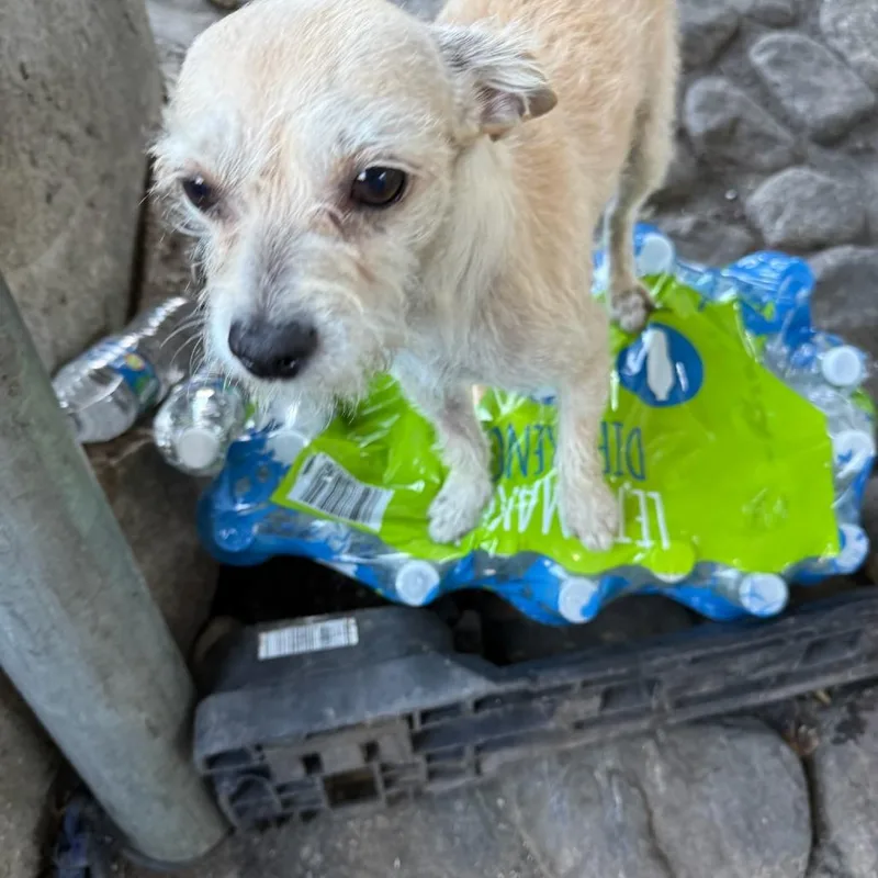 An adult small-sized male White / Cream Terrier dog named Thunderbolt for adoption in Bend, OR