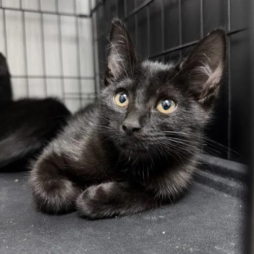 A baby small-sized male Domestic Short Hair cat named Jacen for adoption in Edmond, OK