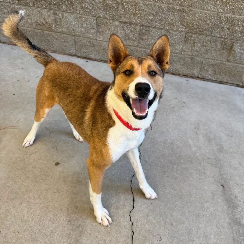 An adult medium-sized male Mixed Breed dog named Rusty for adoption in Durango, CO