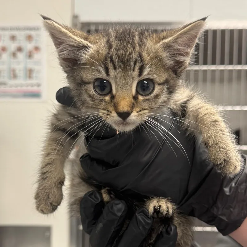 A baby small-sized female Brown / Chocolate Domestic Short Hair cat named Ledger for adoption in Greenville, SC