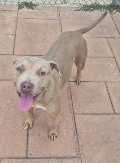 A young medium-sized female Pit Bull Terrier dog named Twiggy for adoption in Shreveport, LA