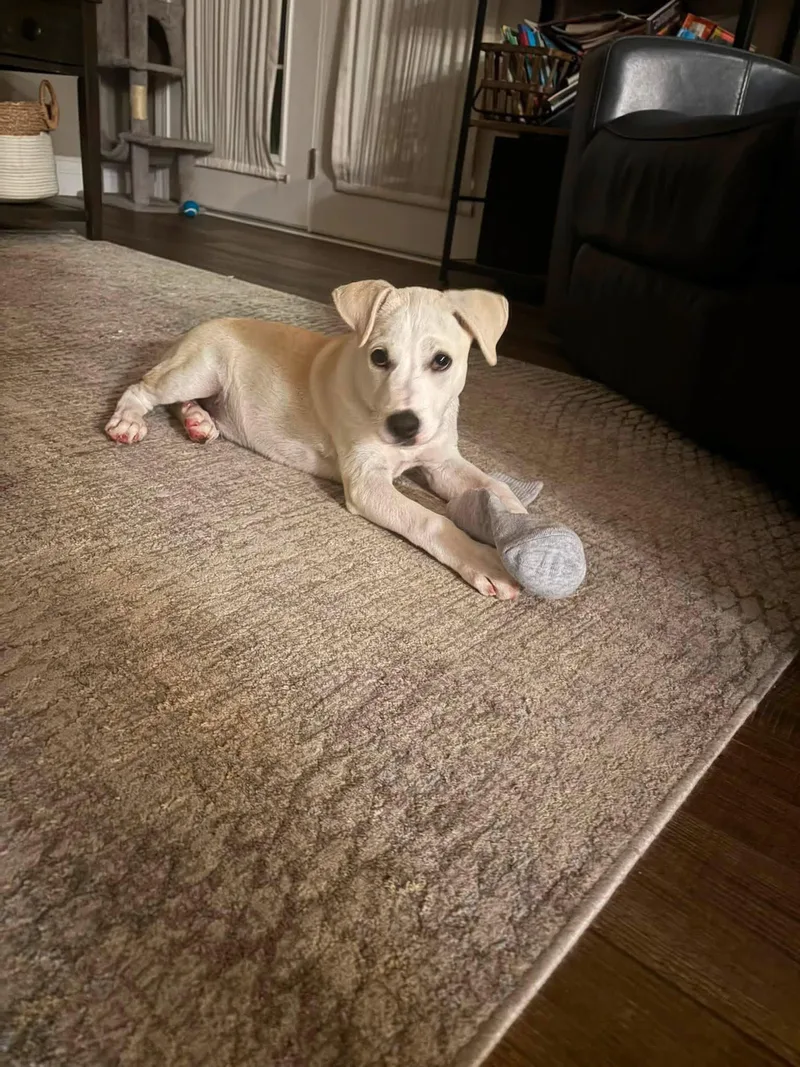 A baby medium-sized male Labrador Retriever dog named Beau for adoption in Mattoon, IL