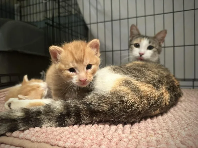 A baby medium-sized male Domestic Short Hair cat named Lulu's Babies for adoption in Unionville, MO