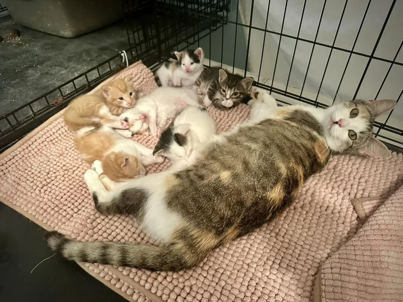 Lulu's Babies thumbnail 2