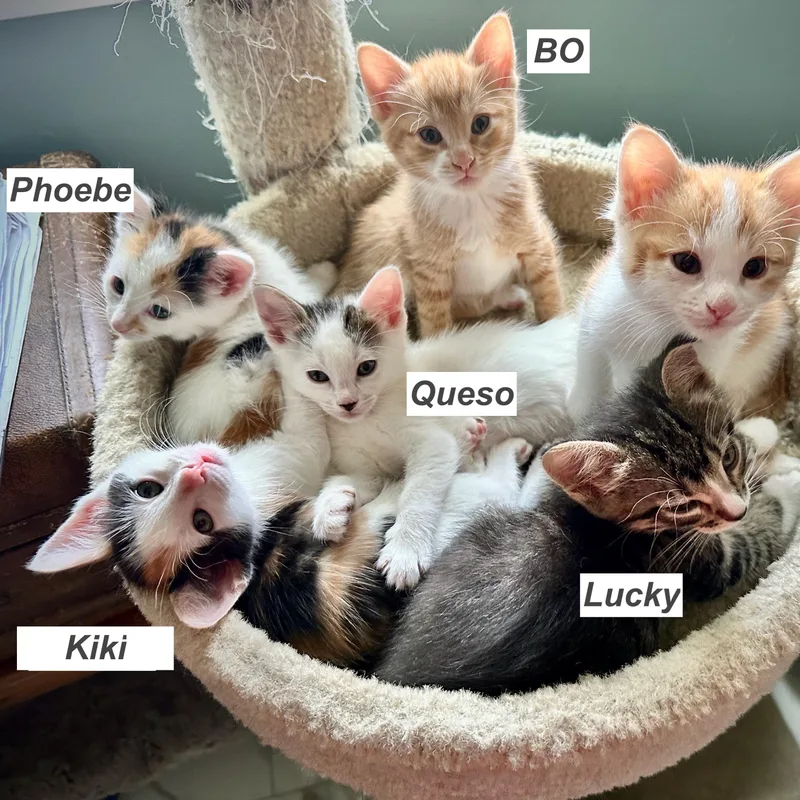 Lulu's Babies thumbnail 3