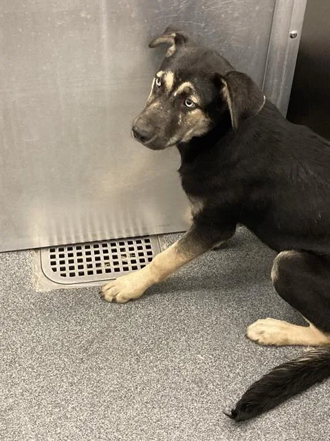 A young large-sized female Mixed Breed dog named Muneca for adoption in Dallas, TX