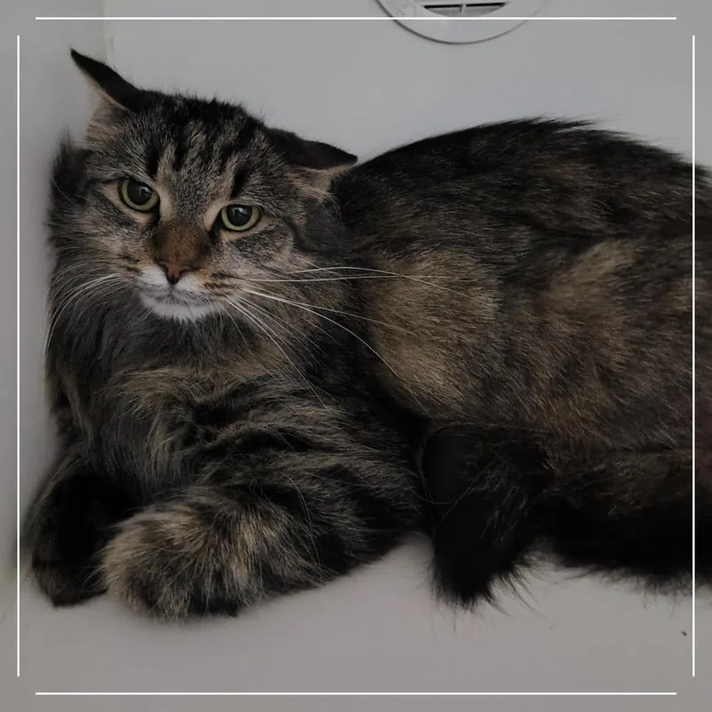 An adult medium-sized female Brown / Chocolate Domestic Long Hair cat named Aggie for adoption in Dearborn, MI
