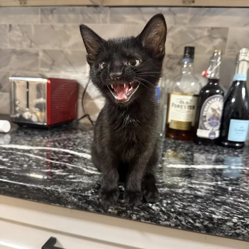 A baby small-sized female Black Domestic Short Hair cat named Tinker for adoption in La Grange, KY