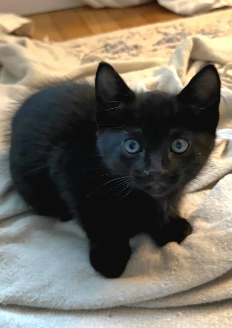A baby medium-sized male Black Domestic Short Hair cat named Zooey for adoption in Campbell, CA