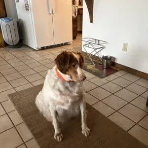 An adult medium-sized female Red / Chestnut / Orange Brittany Spaniel dog named Sissy MO for adoption in Sugar Grove, IL