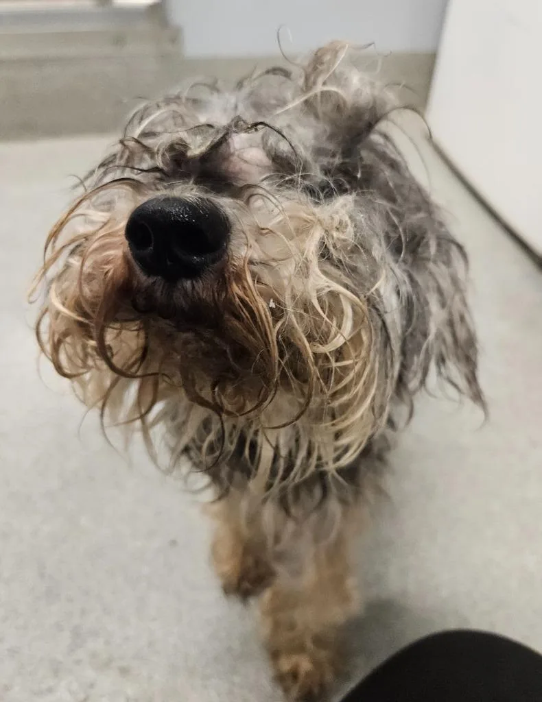 A senior medium-sized female Schnauzer dog named Zoey Schnauzer for adoption in Bloomington, IN