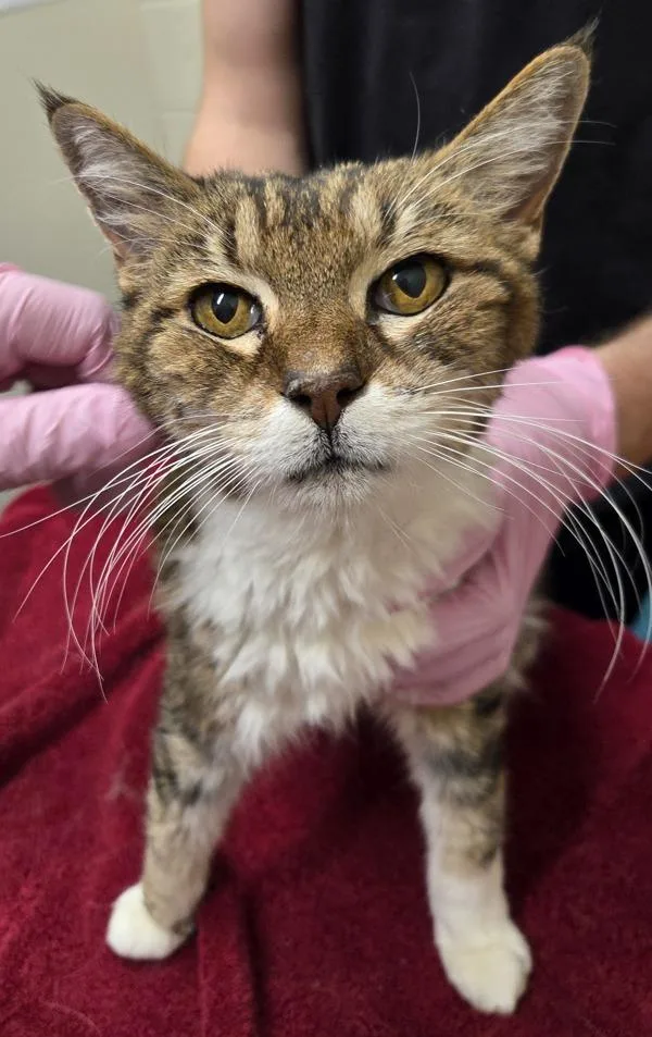 A senior medium-sized female Domestic Long Hair cat named Cassie for adoption in El Cajon, CA