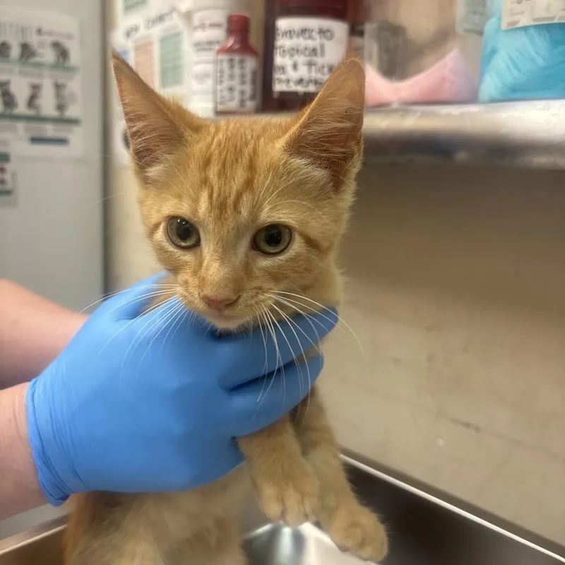 Sherry