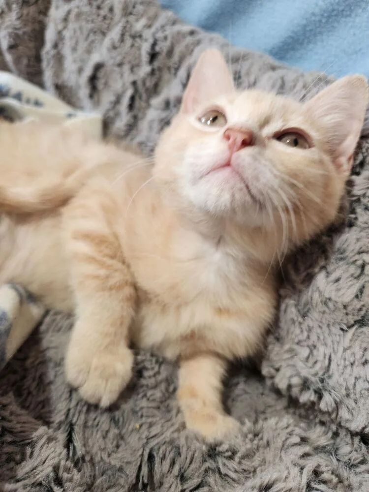 A baby small-sized female Tabby cat named Mangonada for adoption in Dallas, TX