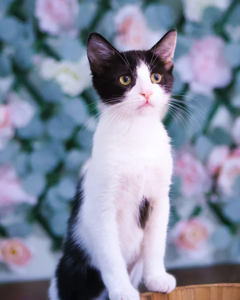 A baby medium-sized female Domestic Short Hair cat named Sugar Plum for adoption in Bensalem, PA
