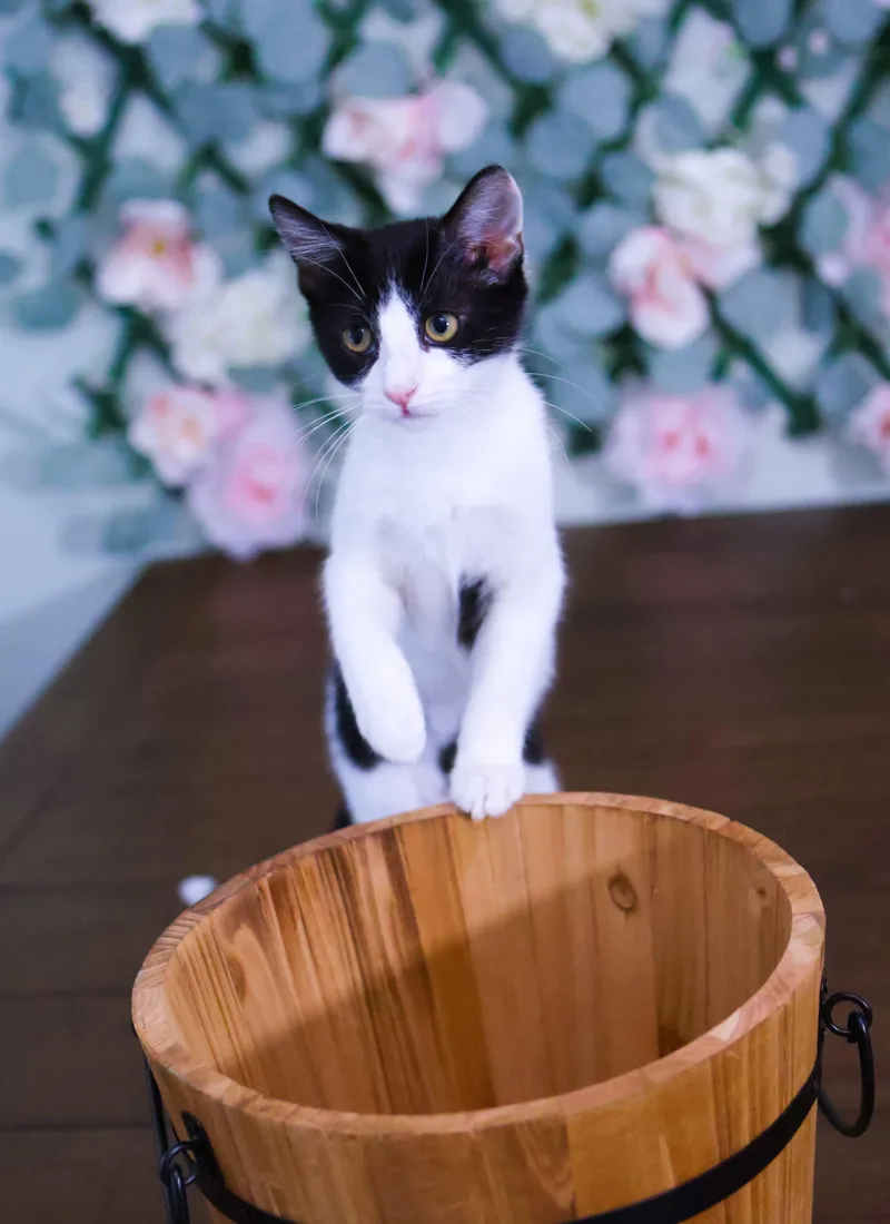 Sugar Plum thumbnail 2