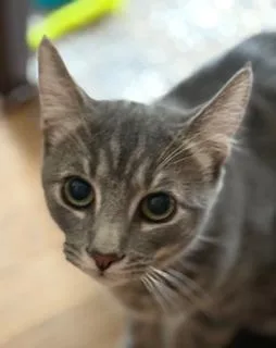 A baby medium-sized male Domestic Short Hair cat named Buddy for adoption in Lemoyne, PA