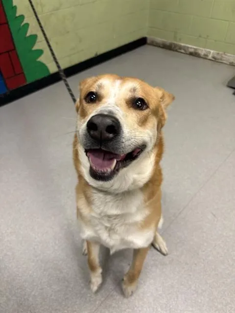An adult large-sized male Siberian Husky dog named Simon for adoption in Indianapolis, IN